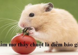 Nằm mơ thấy chuột đánh đề con gì, số mấy?